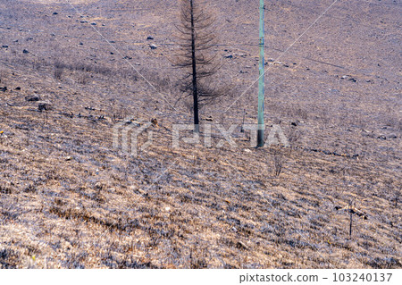 [災難圖像] Kirigamine Highlands [長野縣]的野火遺跡 103240137