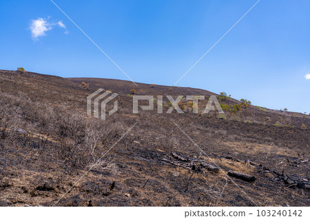 [災難圖像] Kirigamine Highlands [長野縣]的野火遺跡 103240142