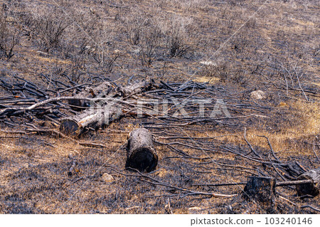 [Disaster image] Remains of wildfire in Kirigamine Highlands [Nagano Prefecture] 103240146