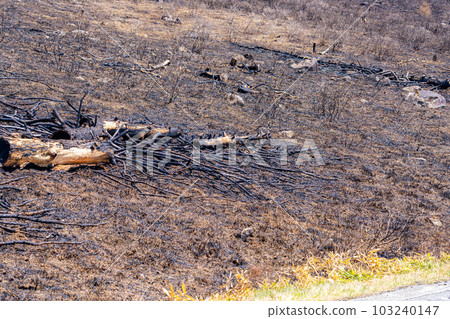 [Disaster image] Remains of wildfire in Kirigamine Highlands [Nagano Prefecture] 103240147
