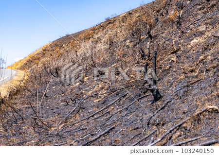 [災難圖像] Kirigamine Highlands [長野縣]的野火遺跡 103240150
