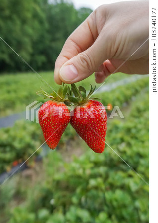 在美國農場採摘草莓 103240172