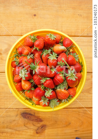 在美國農場採摘草莓 在美國農場採摘草莓 103240173