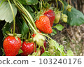在美國農場採摘草莓 103240176