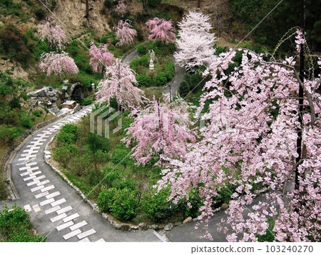 Scenery of Yoshimine Temple with cherry blossoms in full bloom Scenery of Yoshimine Temple with cherry blossoms in full bloom 103240270
