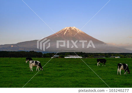 Shizuoka Prefecture, Asagiri Plateau pastures and Mt. Fuji at dusk Shizuoka Prefecture, Asagiri Plateau pastures and Mt. Fuji at dusk 103240277