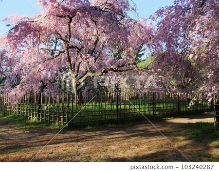 Scenery of Kyoto Gyoen with cherry blossoms in full bloom 103240287