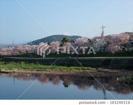 櫻花盛開的鴨川風景 103240319