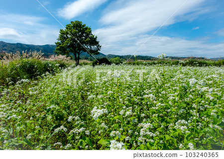 A cycling course with a buckwheat field (Hiruzen Kogen) 103240365