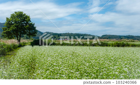 有蕎麥田的自行車路線（Hiruzen Kogen） 103240366