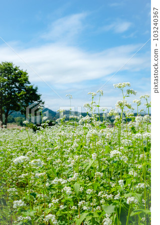 A cycling course with a buckwheat field (Hiruzen Kogen) A cycling course with a buckwheat field (Hiruzen Kogen) 103240367