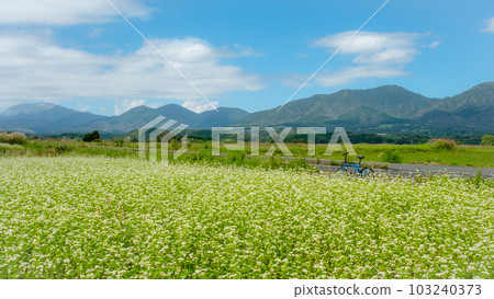 A cycling course with a buckwheat field (Hiruzen Kogen) A cycling course with a buckwheat field (Hiruzen Kogen) 103240373