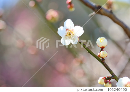 White flower white flower Kaga 103240490