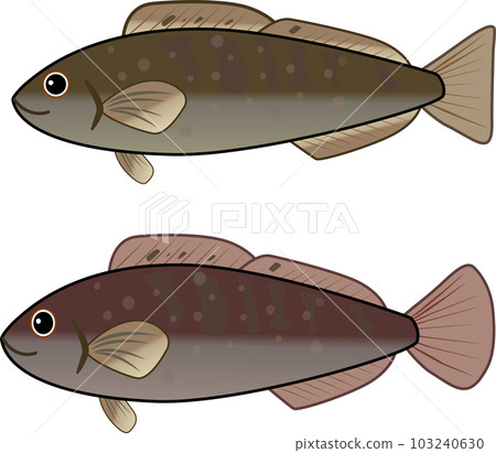 Illustration of a cute greenling 103240630