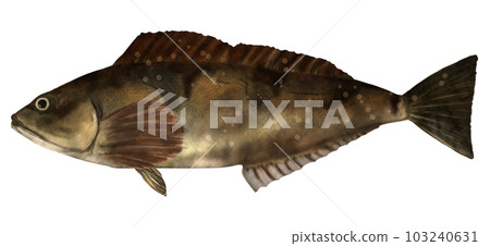 Realistic greenling illustration Realistic greenling illustration 103240631