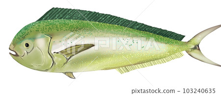 現實的海豚圖 103240635