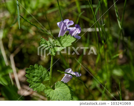 Vine perennial flower of Labiatae 103241069