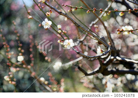 白花白花加賀 103241078