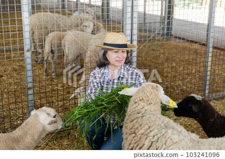 Elderly farm worker feeding grass to sheep in animal pen Elderly farm worker feeding grass to sheep in animal pen 103241096