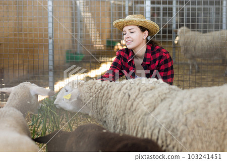 Young woman feeding fresh grass to sheeps in animal pen 103241451