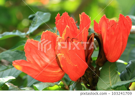 Natural plant Kaenboku, native to West Africa. Chosen as one of the "World's Three Great Flowering Trees" and "The World's Top 100 Invasive Alien Species" 103241709