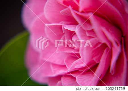 Camellia red one wheel Camellia red one wheel 103241739