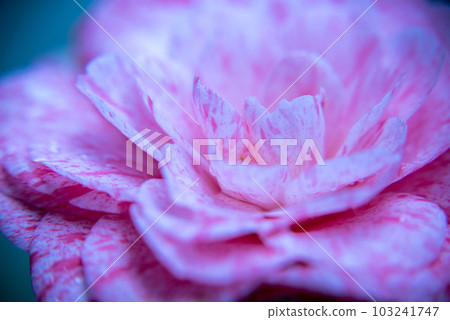 Camellia red mincemeat one flower Camellia red mincemeat one flower 103241747