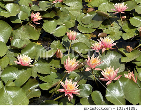 Blooming pink nymphea closeup (Lat. - nymphaea caerulea) Blooming pink nymphea closeup (Lat. - nymphaea caerulea) 103241883