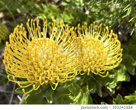 Blooming Leucospermum exotic plant 103241884