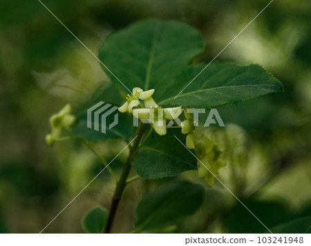 Euonymus Mayumi flower Euonymus Mayumi flower 103241948