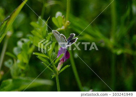 Standing lycaenidae swallow lycaenidae ♂ 103241949