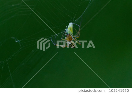 Predatory behavior of the Chinese argiope spider 103241950