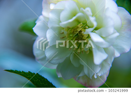 聖誕玫瑰白笠根崎 聖誕玫瑰白笠根崎 103241999