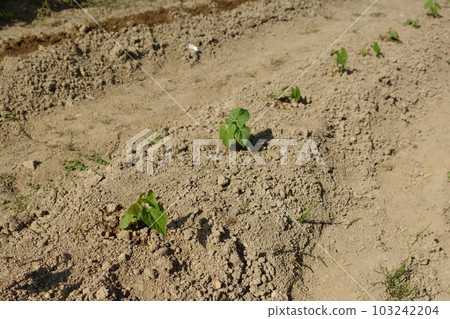 Green bean seedlings in a planted field Green bean seedlings in a planted field 103242204