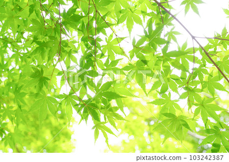 Fresh green maple leaves 103242387