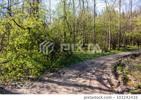 Forest road turning right on a spring day Forest road turning right on a spring day 103242438