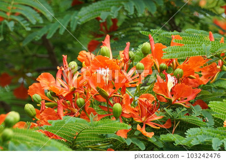 poinciana flower 103242476