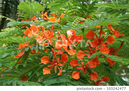 Poinciana in full bloom 103242477