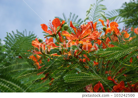 Hoogoku flowers 103242500