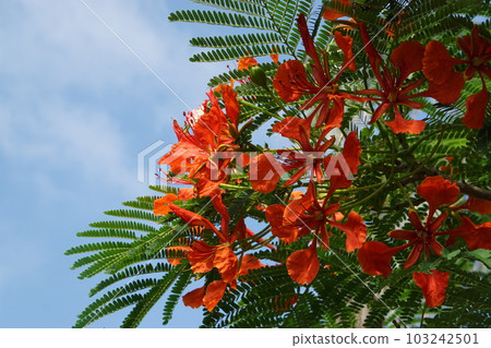 鳳凰木盛開 103242501