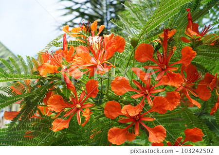 bright red flower 103242502