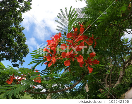 bright tropical tree bright tropical tree 103242506