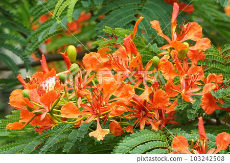 Tropical flower 103242508