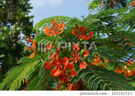 皇家鳳凰木盛開 103242513