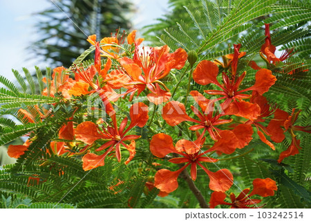 沖繩的花朵 103242514