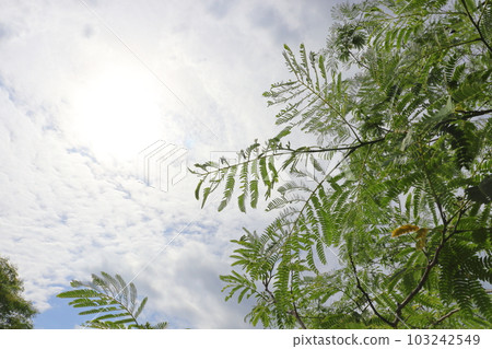 春天的合歡樹,開花前,雲,太陽 春天的合歡樹,開花前,雲,太陽 103242549