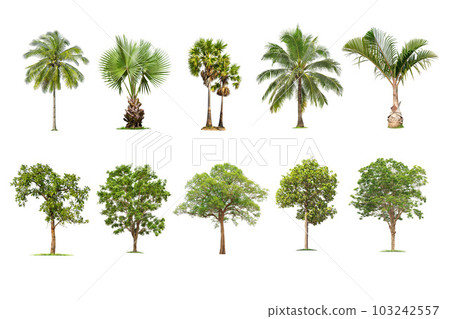 tree and palm isolated on white background ,The collection of trees. Large trees database Botanical garden organization elements of Asian nature in Thailand, tropical trees isolated used for design, 103242557