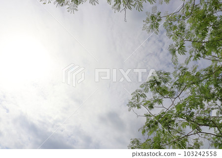 Silk tree in spring, before flowering, clouds, sun 103242558