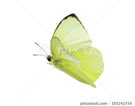 A beautiful yellow butterfly flying isolated on transparent background with clipping path, single beautiful with clipping path and alpha channel. Use for graphics or advertising design. A beautiful yellow butterfly flying isolated on transparent background with clipping path, single beautiful with clipping path and alpha channel. Use for graphics or advertising design. 103242559