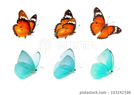 Beautiful monarch butterfly isolated on white background. Set of Big Monarch butterflies, isolated on white background. Tawny Coster (Acraea violae) Acraea terpsicore. 103242586